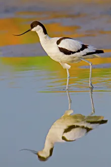 Feather Collection: Avocet - Texel - Netherlands