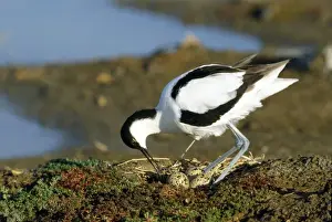 Turning Prints: Avocet - turning eggs