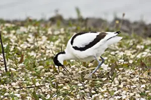 Turning Prints: Avocet - Turning eggs - Marshside RSPB reservs Southport - Lancashire - England