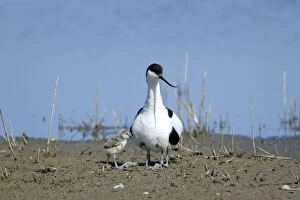 Avocet - with young chick