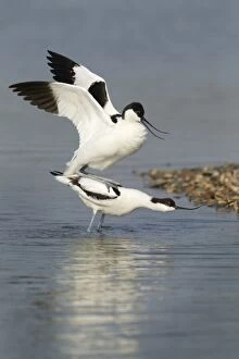 Images Dated 2nd May 2012: Avocets