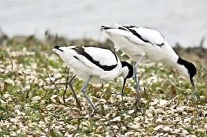 Images Dated 20th April 2008: Avocets - Changing over at nest - Marshside RSPB reserve Southport - Lancashire - England