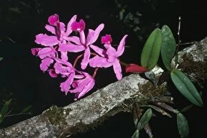 AW-2459 Arboreal Orchids