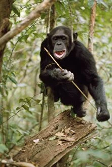 AW-5179 Chimpanzee - Prof fishing for Safari Ants with stick