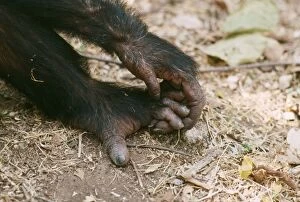 AW-5204 Chimpanzee - Gimble hand on foot