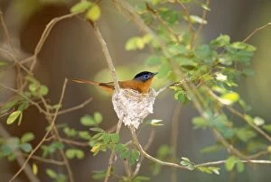 AW-5551 Madagascar Paradise Flycatcher - male on nest