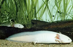 Salamanders Prints: Axolotl
