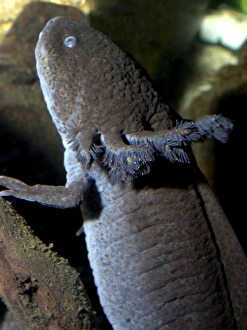 Axolotl: brown form of neotenous larva Axolotl: brown form of neotenous larva