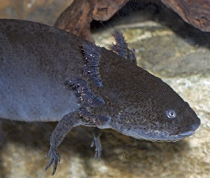 Images Dated 25th November 2005: Axolotl- larval form
