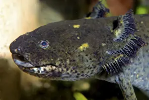 Mexico Prints: Axolotl - neotenous larva with external gills - Mexico