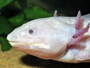 4 Gallery: Axolotl - neotenous larval form showing external gills