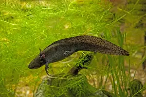 Axolotl - swimming in aquarium UK