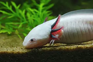 Freshwater Prints: Axolotl. Vancouver aquarium