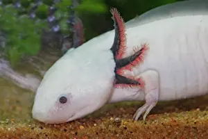 Freshwater Prints: Axolotl. Vancouver aquarium. Canada