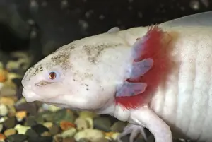 Axolotl: white form of neotenous larva. Originally from Mexico, now widely kept in aquaria. Reaches sexual maturity and breeds in larval form. Shows external gills tyopical of amphibian larvae