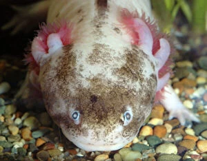 Axolotl: white form of neotenous larva