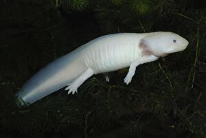 Axolotl Gallery: Axolotl. white neotenous larva showing external