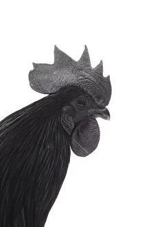 Images Dated 12th April 2017: Ayam Cemani Chicken Cockerel / Rooster