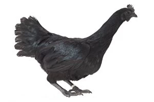 Images Dated 12th April 2017: Ayam Cemani Chicken hen