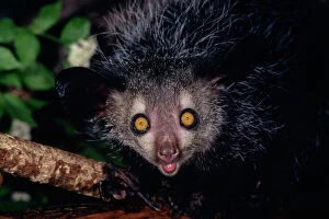 Images Dated 9th May 2007: Aye-aye - Endangered Species 3MP39