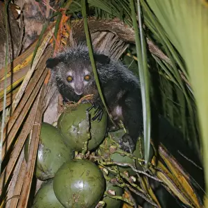 Aye Aye Madagascar