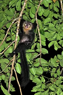 Aye-aye - Mananara - Eastern Madagascar