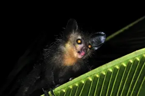 Aye-aye - Mananara - Eastern Madagascar