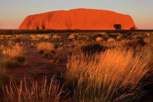 Dusk Collection: Ayers Rock - Uluru - brightly ablaze Ayers Rock shortly before sunset - Uluru-Kata Tjuta National