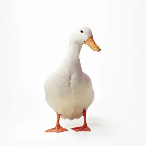 Easter Prints: Aylesbury Duck