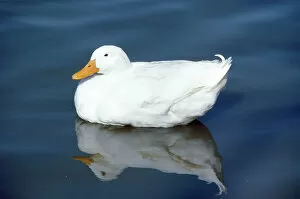 Aylesbury Duck - domestic
