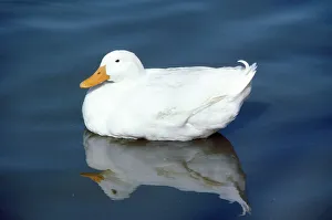 Images Dated 13th December 2006: Aylesbury Duck - domestic