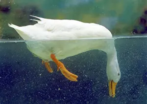 Ducks Prints: Aylesbury Duck - domestic, above & below water