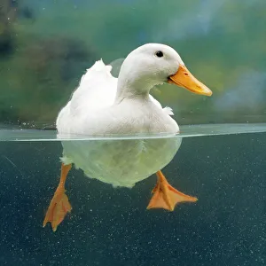 Aylesbury DUCK - Domestic, above and below water