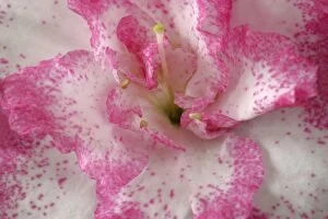 Azalea Gallery: Azalea - detail of a pink and white coloured azalea blossom