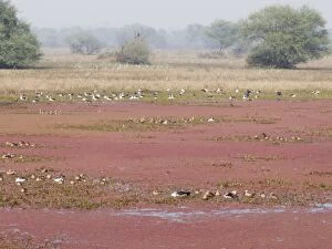 Images Dated 10th January 2009: Azorella plant - covering water surface - with mixed species birds - Keoladeo Ghana National Park