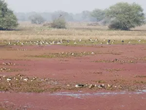 West Africa Prints: Azorella plant - covering water surface - with mixed species birds - Keoladeo Ghana National Park Bharatpur - Rajasthan