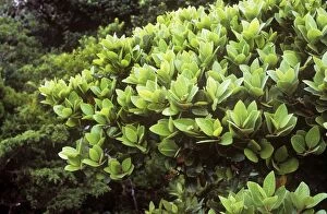 Images Dated 22nd March 2011: Azores Laurel