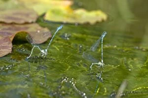 Images Dated 1st June 2009: Azure Damselflies - two mated pairs ovipositing in garden pond
