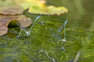Ovipositing Prints: Azure Damselflies - two mated pairs ovipositing in garden pond - Lincolnshire - UK