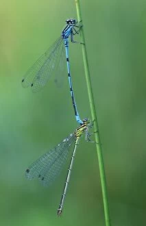 Images Dated 28th May 2004: Azure Damselfly Copulation tandem