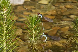 Damselflies Prints: Azure Damselfly - mating