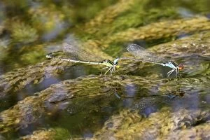 Images Dated 16th July 2006: Azure Damselfly - mating on aquatic water plants