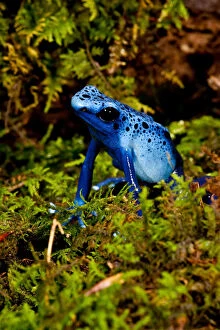 Azure Dart Frog Dendrobates azureus Native