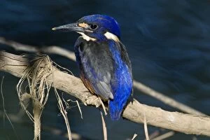 Images Dated 9th June 2007: Azure Kingfisher Inhabits slow flowing rivers with well vegetated banks. Also wetlands