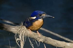 Images Dated 9th June 2007: Azure Kingfisher Inhabits slow flowing rivers with well vegetated banks. Also wetlands