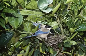 Azure Winged Magpie DE 1426 Cyanofuca cyanua © M. D. England / ardea. com