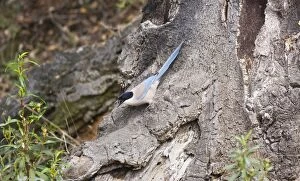 Images Dated 17th April 2009: Azure-winged Magpie