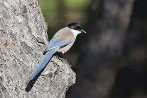 Iberian Prints: Azure-winged Magpie - adult bird perching on tree - Southern Spain