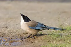 Azure Prints: Azure-winged Magpie - Adult drinking from puddle of water - Extremadura - Spain