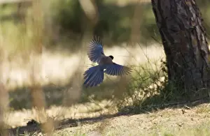 Azure-winged Magpie - adult in flight Spain